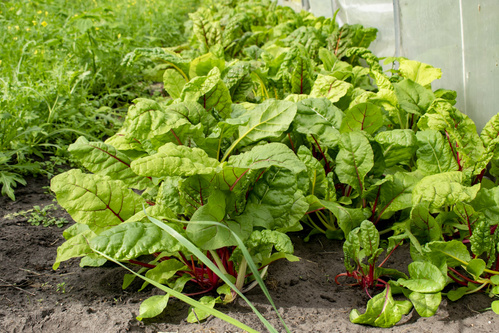 Jens und Ilona bei Paprika