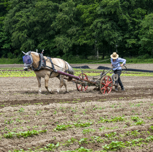 Bodenbearbeitung mit Pferd