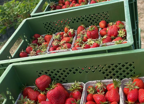 KI generiert: Grüne Kisten voller frischer Erdbeeren auf einem Feld.