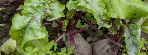 Rote Bete auf dem Feld