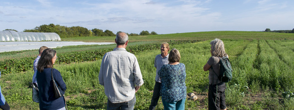 Trecker auf Feld