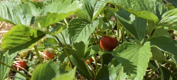 Knollensellerie auf dem Feld