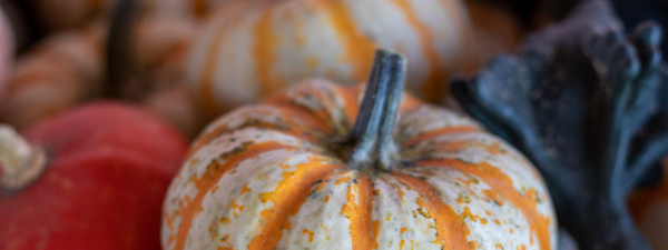 Kürbis Sweet Lightning