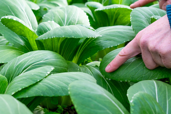 KI generiert: Eine Hand zeigt auf frische grüne Pflanzenblätter im Garten.