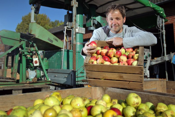 KI generiert: Ein Mann hält eine Kiste mit Äpfeln; im Hintergrund ist eine Obstsortiermaschine.