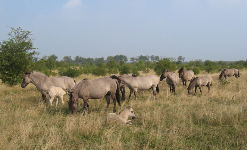 KI-generierte Beschreibung: Eine Herde von Kühen auf einer Wiese.
