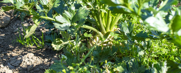 Knollensellerie auf dem Feld