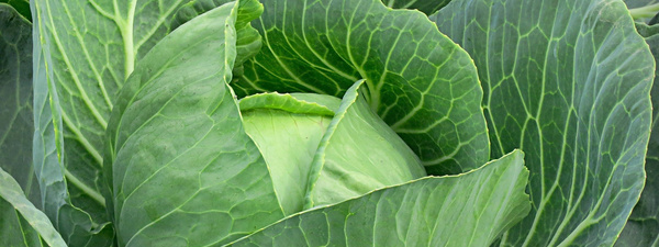 Eine alte Anzeige von Voelkel - Essig: Ein Wundermittel