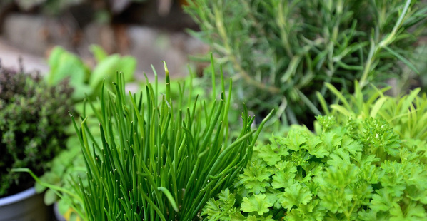 KI generiert: Verschiedene frische Kräuter, darunter Schnittlauch und Petersilie, in einem Garten.