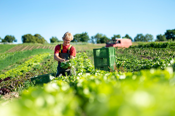 KI generiert: Person erntet Salat auf einem Feld, mit grünen Kisten und einem Auto im Hintergrund.