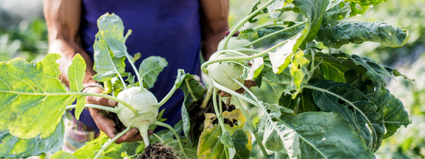 Kiste mit vielen Obst und Gemüsesorten