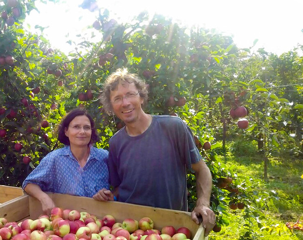 KI generiert: Zwei Menschen in einem Obstgarten stehen neben einer Kiste voller Äpfel.