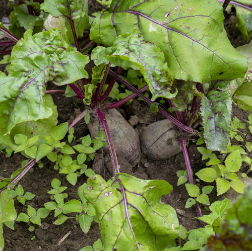 Rote Bete auf dem Feld