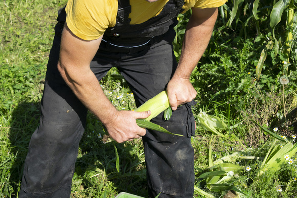 KI generiert: Eine Person erntet Salat in einem Feld.