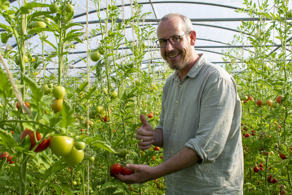 KI generiert: Ein Mann in einem Gewächshaus hält Tomaten, zeigt Daumen hoch.