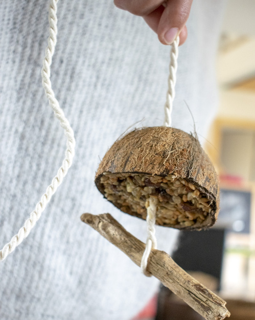 Kokosnuss Vogelfutterstelle an Schnur aufhängen