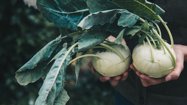 KI generiert: Zwei Kohlrabi mit großen Blättern werden in den Händen gehalten, vor einem verschwommenen Hintergrund.