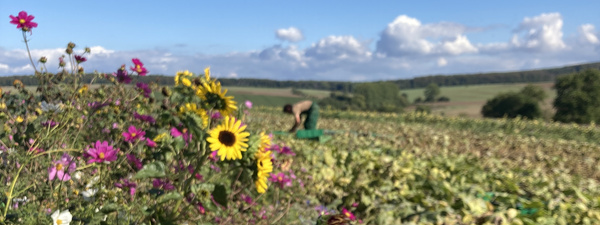 KI generiert: Das Bild zeigt eine Schüssel mit einer cremigen Suppe, garniert mit Kräutern und einigen Pilzen. Im Hintergrund liegen weitere Zutaten wie schwarzwurzelähnliches Gemüse, Kartoffeln und Schalotten.
