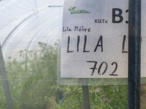 Schild Lila Möhre Lila Lu