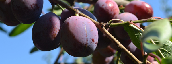Reife Pflaumen an einem Ast