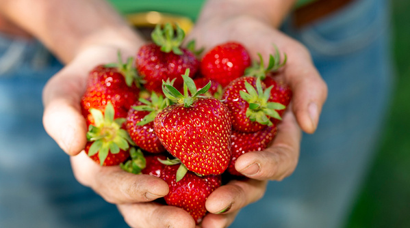 KI generiert: Hände halten eine Handvoll frischer, roter Erdbeeren.