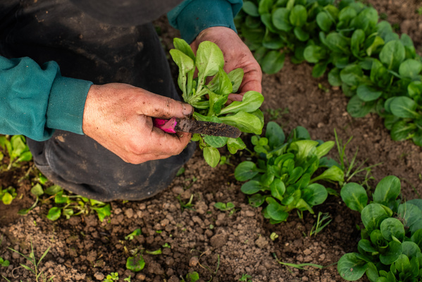 KI generiert: Person erntet Feldsalat mit Messer im Garten.