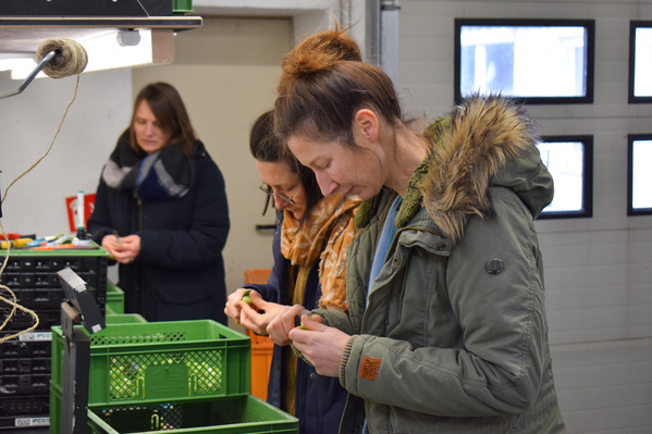 KI generiert: Drei Personen sortieren oder inspizieren Gemüse in grünen Kisten in einem Innenraum.