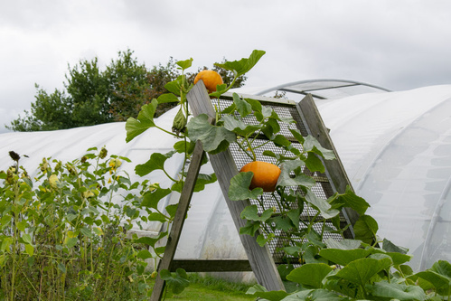 Bodenbearbeitung mit Pferden