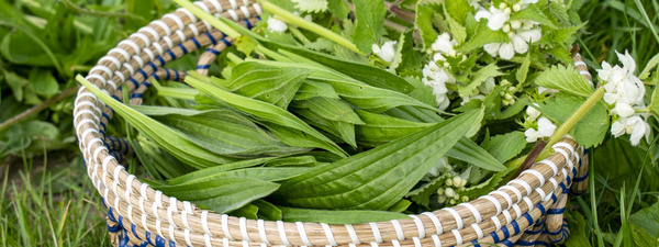 Korb Wildkräuter