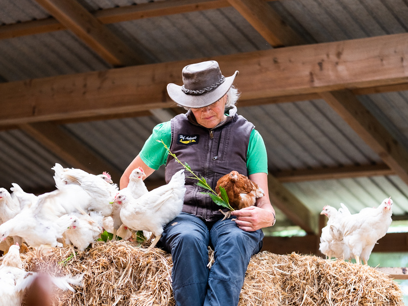 KI generiert: Eine Person sitzt auf Heu mit mehreren Hühnern in einem Stall.