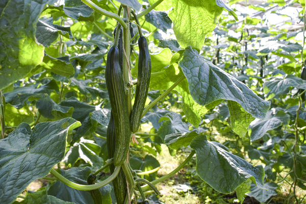 KI generiert: Gurken hängen an einer Pflanze im Gewächshaus, umgeben von großen grünen Blättern.