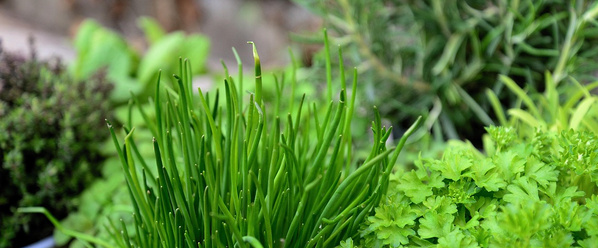 KI generiert: Frische grüne Kräuter wie Schnittlauch, Petersilie und Rosmarin in Nahaufnahme.