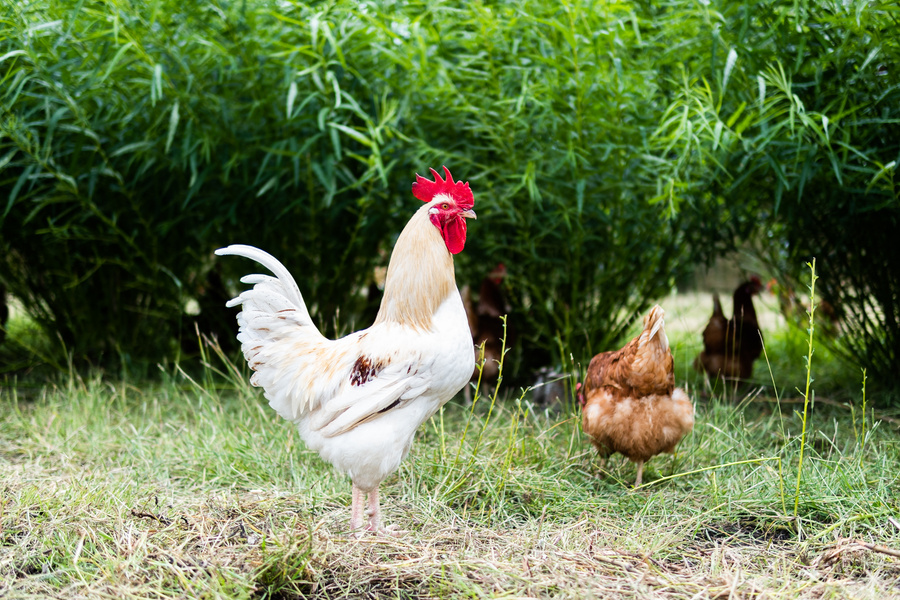 KI generiert: Ein Hahn steht neben einer Henne auf einer Wiese vor Büschen.