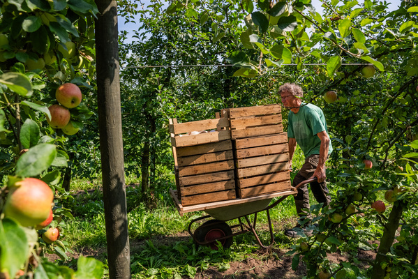 KI generiert: Ein älterer Mann steht auf einem Traktor in einem Apfelgarten.