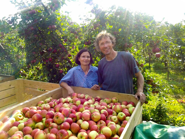 KI generiert: Ein Paar steht in einem Apfelgarten neben einer großen Kiste voller Äpfel.