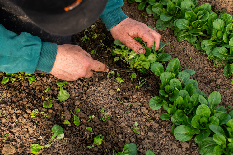 KI generiert: Eine Person erntet Feldsalat in einem Gemüsebeet.