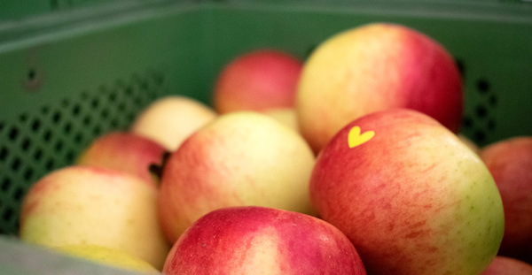 KI generiert: Mehrere Äpfel in einer grünen Kiste, ein Apfel hat einen gelben Herzaufkleber.