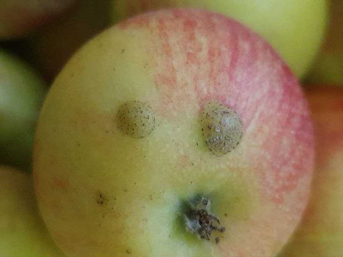 KI generiert: Hauptinhalt: Pilz mit Schimmel auf der Oberfläche.