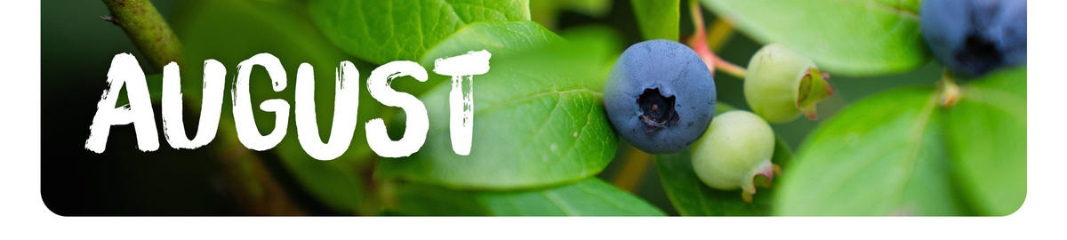 KI generiert: Blaubeeren auf Strauch im Vordergrund, der Text "AUGUST" steht über dem Bild.