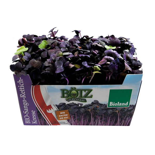 Produktfoto zu Rote Rettichkresse