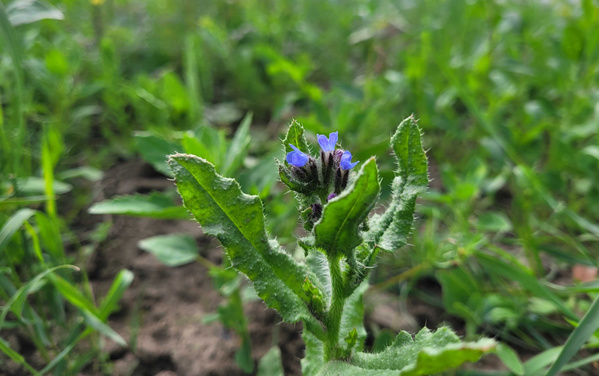 Phaclia auf der Blumenwiese