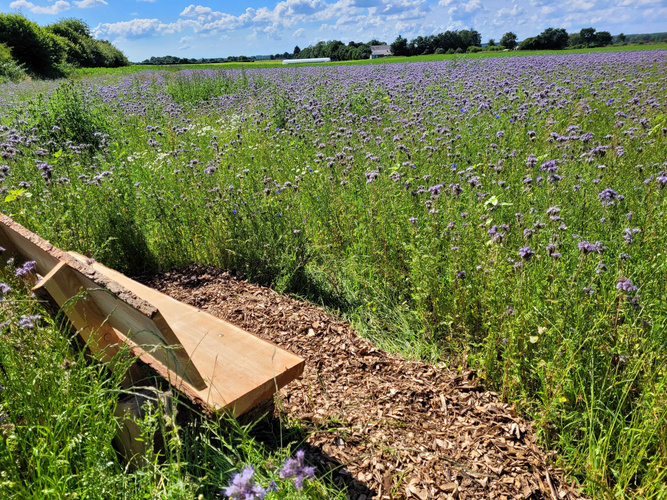 Blumenwiese Ringsberg