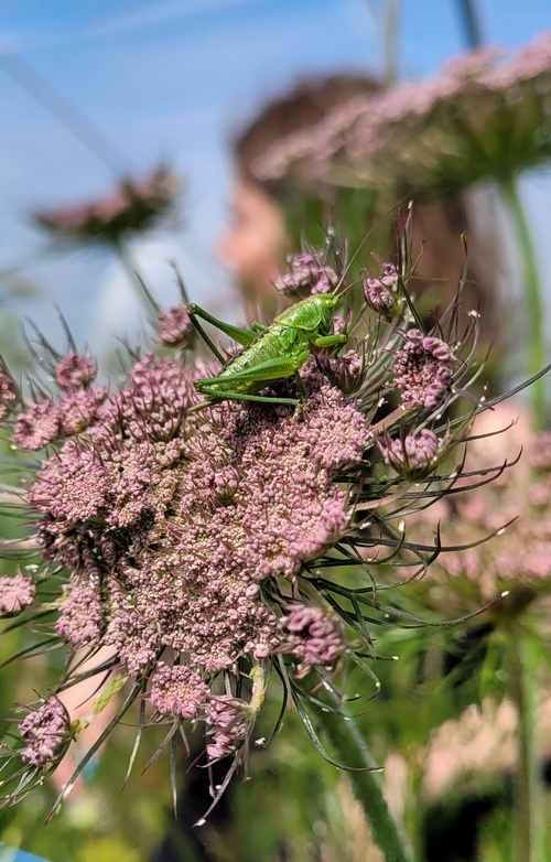 Grashüpfer mag Möhrenblüte