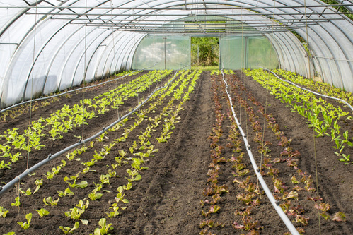 Ansicht Gewächshaus