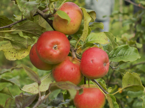 KI generiert: Rote Äpfel an einem Baum.
