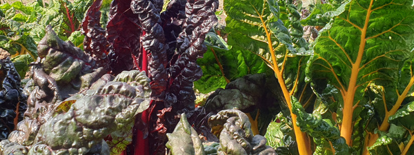 Mangold auf dem Feld