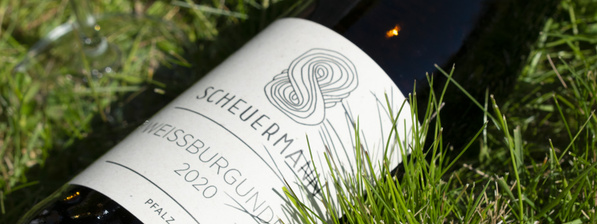 Scheuermann Weissburgunder im Gras