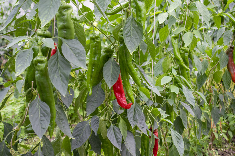 Willi mit Christian in dem Erdkeller