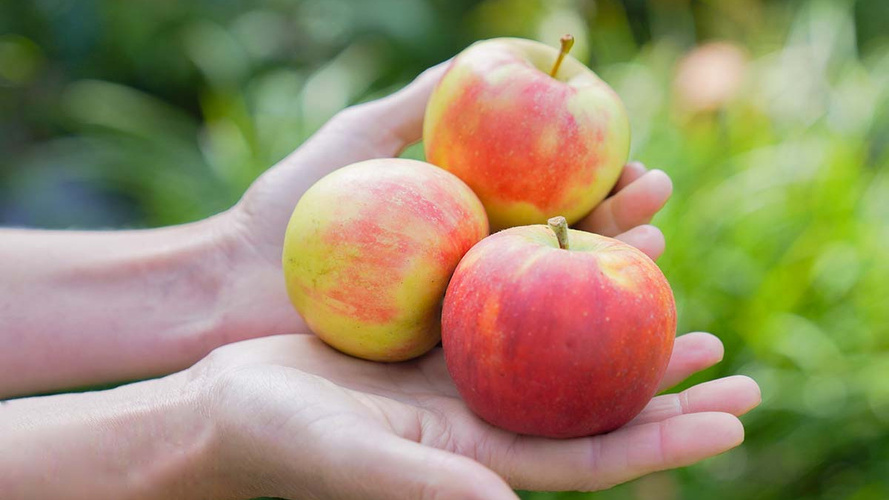 Rezeptbild für Kleine Pfannkuchen mit Apfel- Honig-Ragout