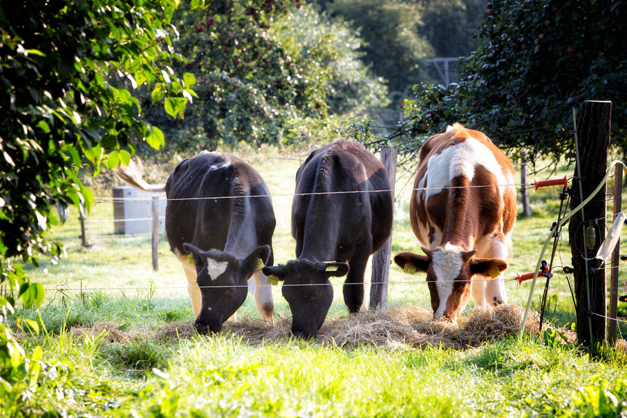 KI generiert: Drei Kühe fressen Heu auf einer grünen Weide hinter einem Zaun.